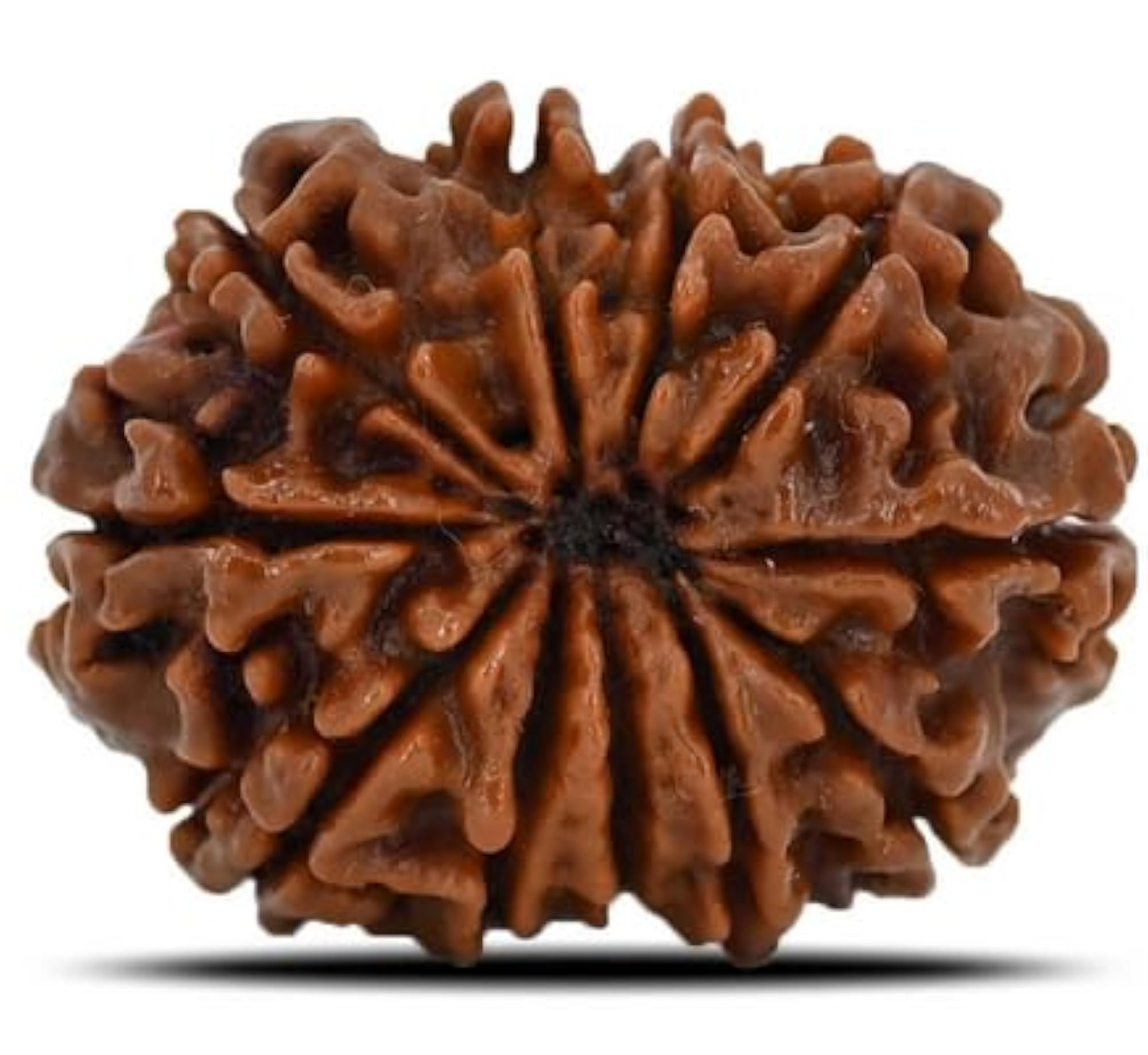 Eleven Face Rudraksha, IGL Lab Certified Pendant